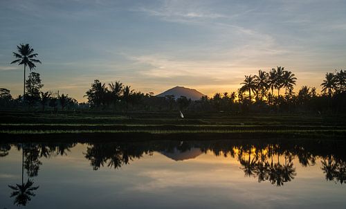 Reflection of a sunrise in a rice field in Bali