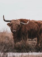Schotse Hooglander