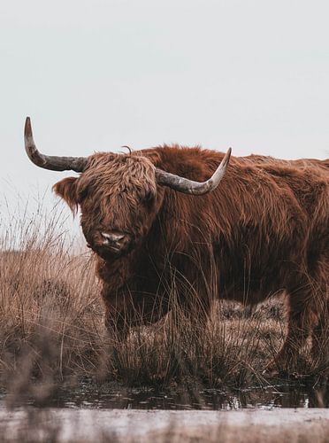 Highlander écossais