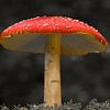 Rood met witte stippen paddenstoel op een zwart witte achtergrond van Jolanda de Jong-Jansen