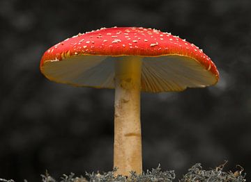 Rood met witte stippen paddenstoel op een zwart witte achtergrond van Jolanda de Jong-Jansen