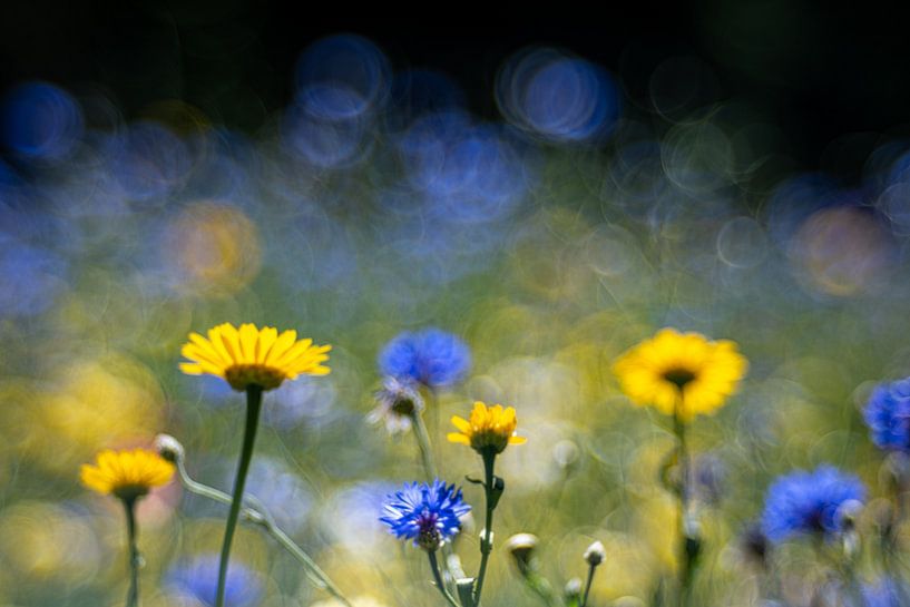 Prairie d'été par Kilian Schloemp