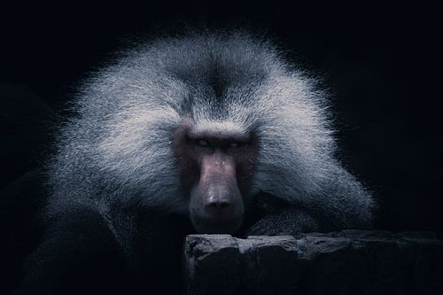 Babouin contemplatif