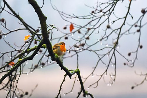 Rotkehlchen auf einem Ast an einem kalten und nassen Tag