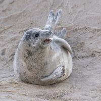 Jonge grijze zeehond in de duinen van Helgoland