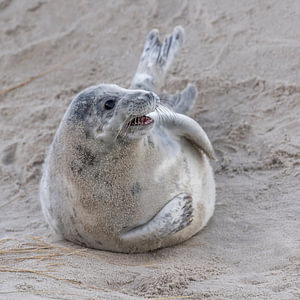 Jonge grijze zeehond in de duinen van Helgoland