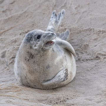 Jonge grijze zeehond in de duinen van Helgoland van Sven Scraeyen