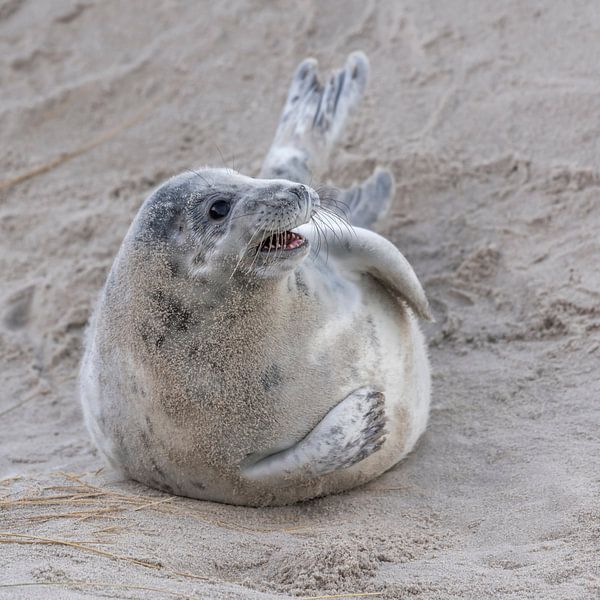 Jonge grijze zeehond in de duinen van Helgoland von Sven Scraeyen