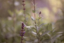 flowers part 8 by Tania Perneel