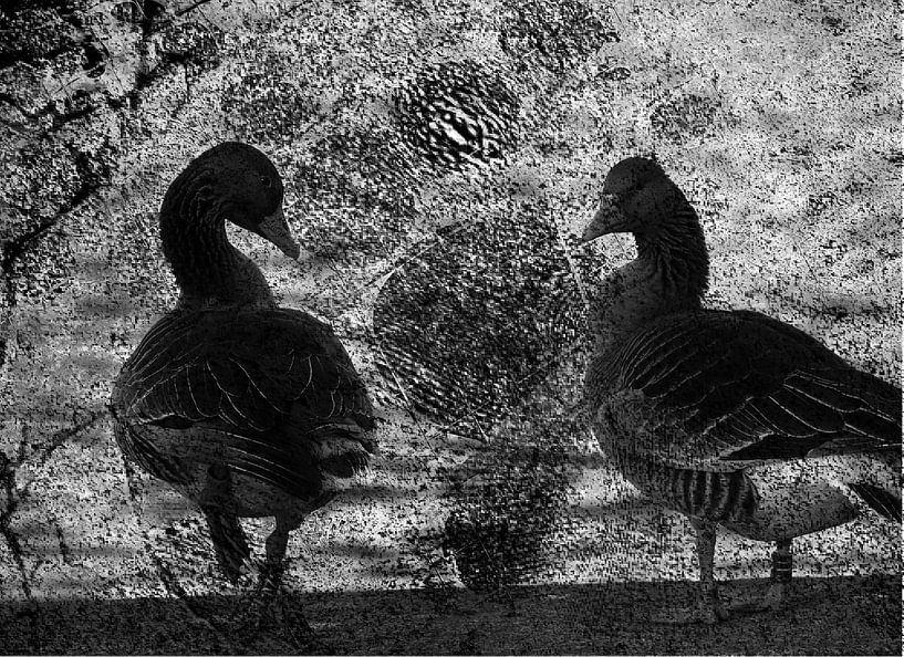 Gänsepärchen von Peter Norden