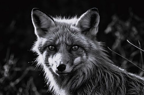 Zwart-wit foto van een vos portret