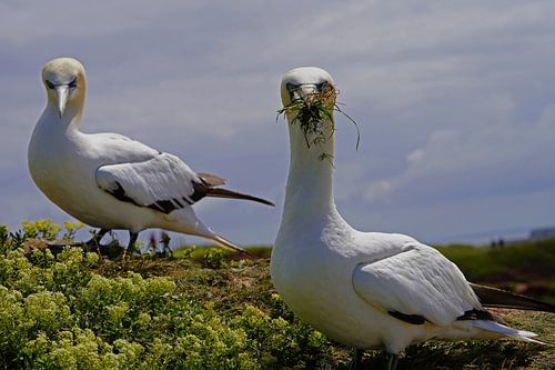 Broedende jan-van-genten op het eiland Helgoland.