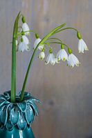 Schneeglöckchen in Vase