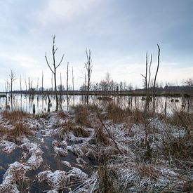 Winterlandschap nationaal park "Groote Peel" van Ger Beekes