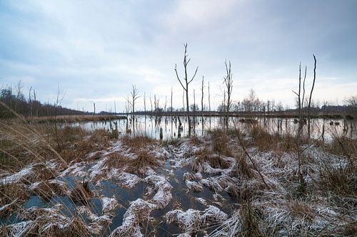 Winterlandschafts-Nationalpark "Groote Peel" von Ger Beekes