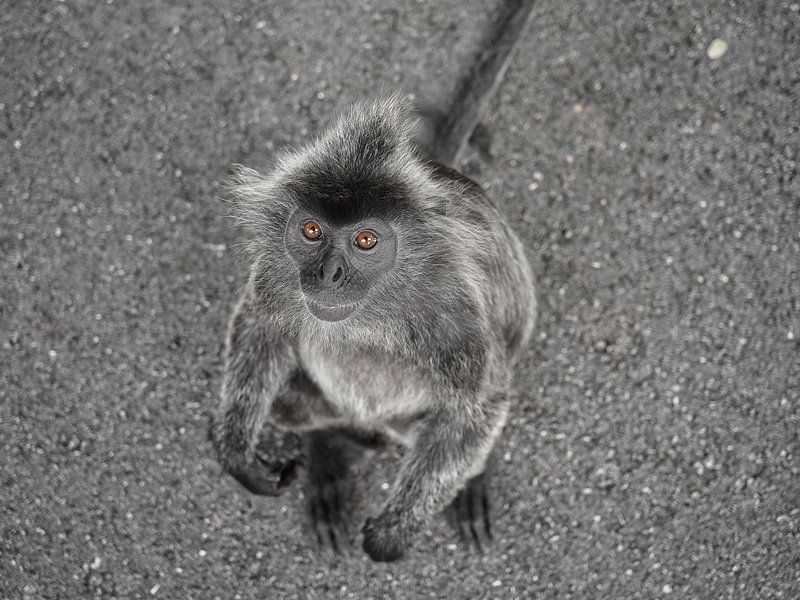 portrait d'un singe par Atelier Liesjes