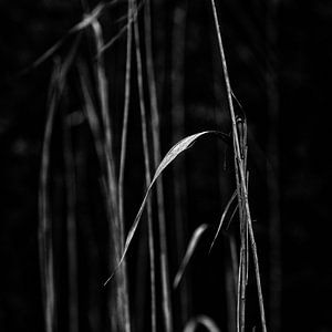 Riet