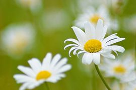 Beautiful daisies by Jonathan vds