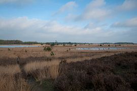 Strabrecht Heide  von Ooks Doggenaar