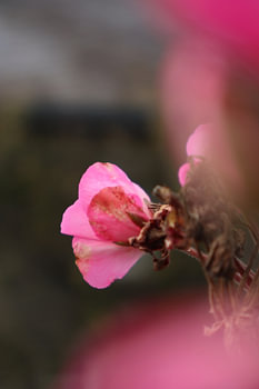 Macro photograph of a pink flower