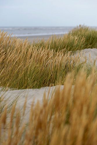 Schiermonnikoog – Dunes, marram grass, North Sea beach