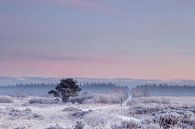 Koude winter morgen met zacht gekleurde lucht van Karla Leeftink thumbnail
