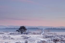 Cold winter morning with softly coloured sky by Karla Leeftink