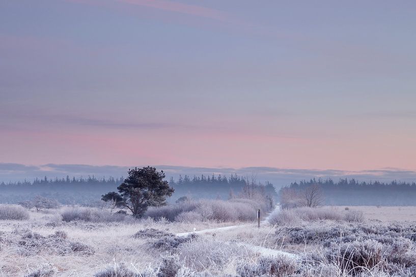 Koude winter morgen met zacht gekleurde lucht van Karla Leeftink
