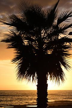 Palmboom in de zonsondergang van Ulrike Leone
