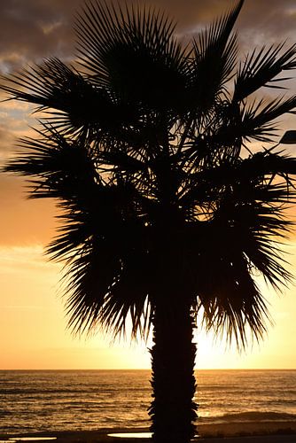 Palm tree in the sunset