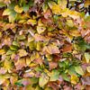 Autumn Leaves on a Lush Hedge: Colorful Fall Foliage in a Warm, Peaceful Outdoor Scene van ChrisWillemsen