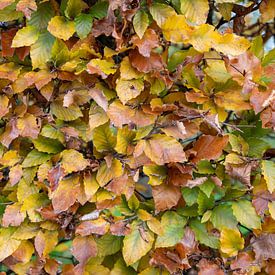 Autumn Leaves on a Lush Hedge: Colourful Fall Foliage in a Warm, Peaceful Outdoor Scene by Chris Willemsen