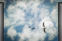 Freedom outside my window