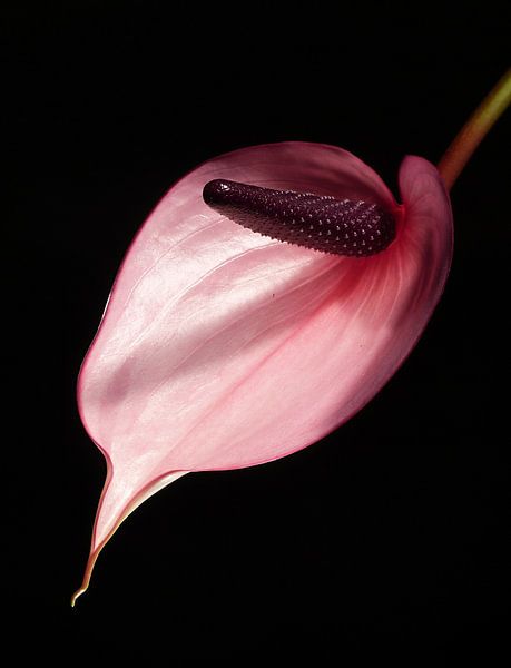 Anthurium 2 by Jonathan Kremer