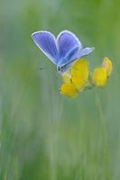 geel blauw groen