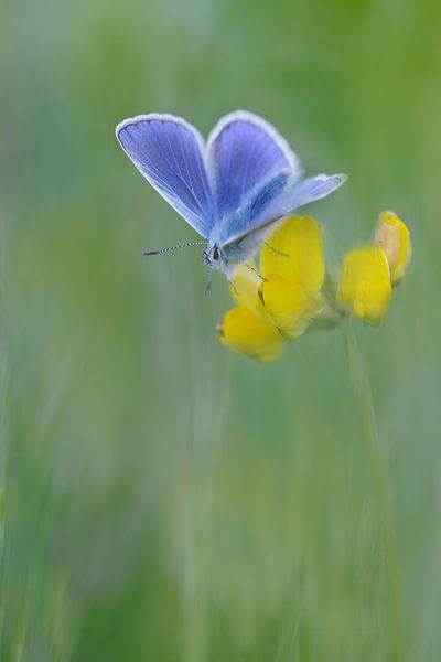 geel blauw groen van Remco loeffen