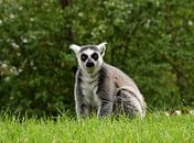 Ring-tailed lemur by Corine Dekker thumbnail