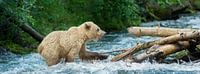 Blonde Grizzly beer steekt de koude rivier over