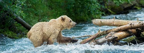 L'ours grizzly blond traverse une rivière froide