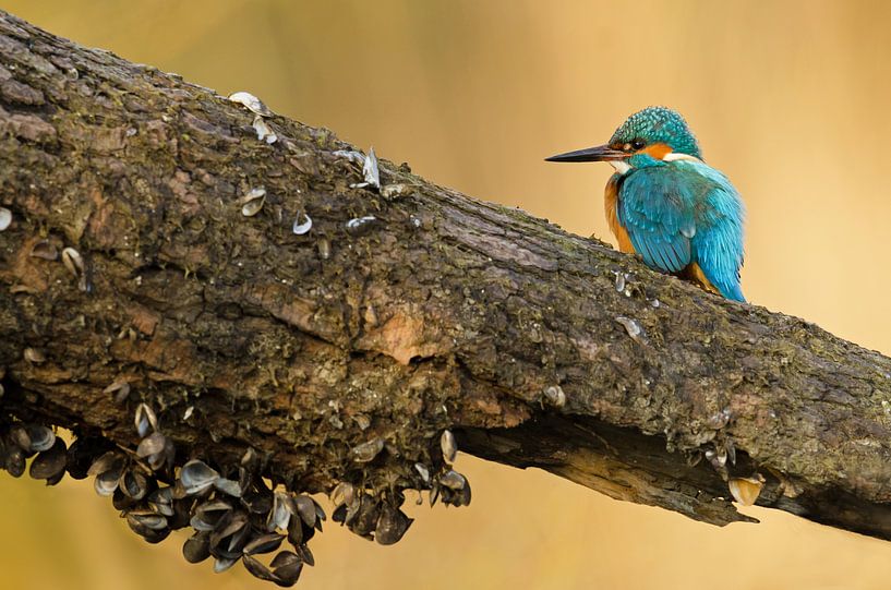 Kleine ijsvogel van René Vos