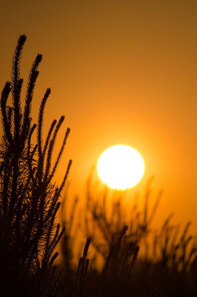 Dunes de Loonse et Drunense par Ronne Vinkx