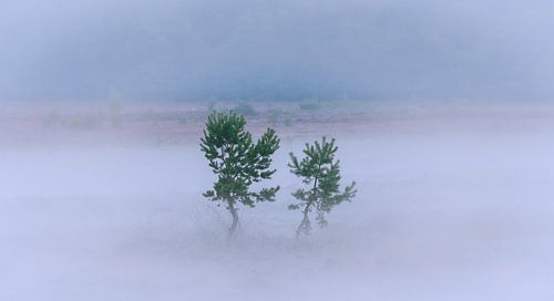 Mistige ochtend op de Zuiderheide
