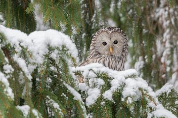 Portrait of a Ural Owl by Sven Scraeyen