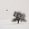 Old Cherry Tree von Lena Weisbek