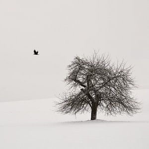 Old Cherry Tree