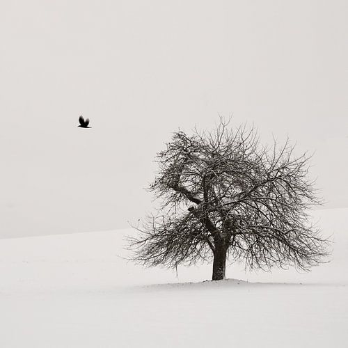 Oude kersenboom van Lena Weisbek