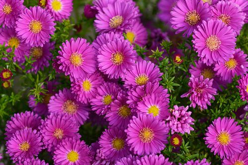 Herfst aster