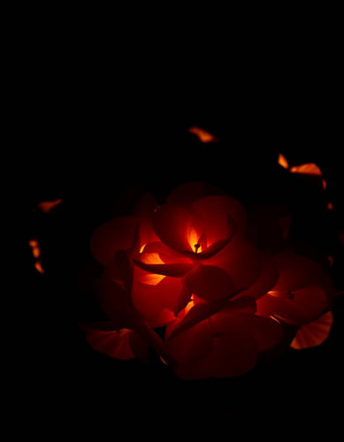 „Ember Hydrangea XV“
