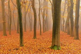 Neblige Buchenlandschaft an einem schönen Herbstmorgen von Sjoerd van der Wal Fotografie