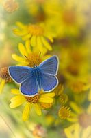 Ikarusblau
